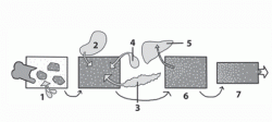 Schema-spijsvertering.gif