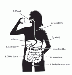 Spijsverteringsstelsel_en_bijschriften.gif