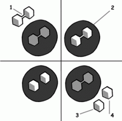 afbraak_lactose_bijschrift.gif