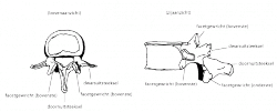 gewrichtsuitsteeksels_bijschrift