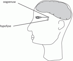 hypofyse_oogzenuw_bijschrift.gif