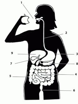 spijsverteringskanaal_bijschrift.gif