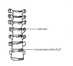 Tussenwervelschijf_bijschrift